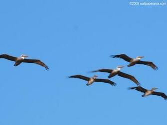 Pelican Wallpaper HD Background Image Pictures