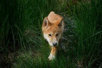 Dingo Wallpaper Background