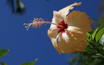 Exotische Wallpaper Flowers Widescreen Tropical Desktop