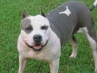 Nokia Wallpaper Pitbull Diane Jessup And Image On Pit Collection