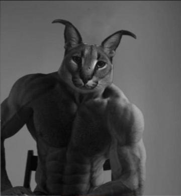 Caracal Gigachad In Cat Memes Cartoon Jokes