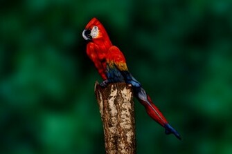 Human Body Painting Cool HD Wallpaper Hivewallpaper