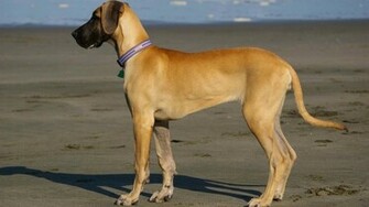 Great Dane Dog Wallpaper
