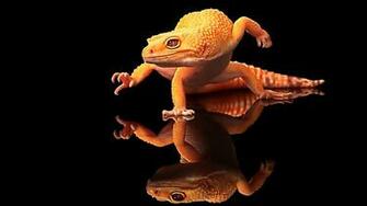 Lizard Wallpaper