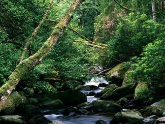 Rivers And Creeks Wallpaper X