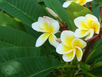 Frangipani Plumeria Temple Flower