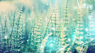 Wallpaper HD Aesthetic Live Nature Desktop