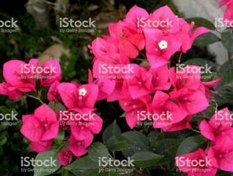Bougainvillea Flowers Brazil HD Wallpaper Minimalist