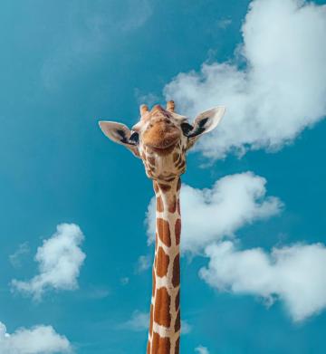 Cute Wallpaper HD Hq