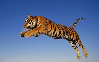 HD Tiger Wallpaper With A Jumping And Attacking
