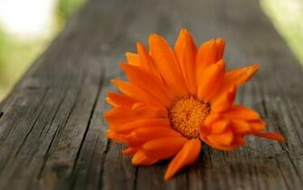 Orange Flowers Wallpaper HD Pictures One