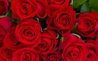 Rose Live Wallpaper Description Is Beautiful