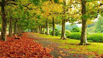 Path In The Autumn Park Wallpaper