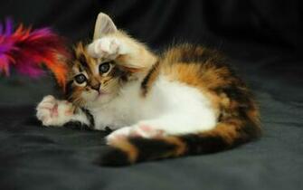 Fun Box Funny HD Cat Wallpaper