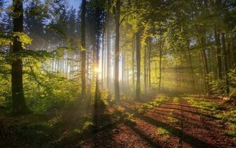 Trees Warmed By Morning Sunlight Wallpaper