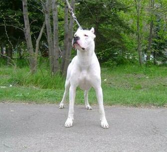Cute Dogo Guatemalteco Photo And Wallpaper Beautiful