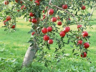 Apple Tree Pictures Trees And Flowers