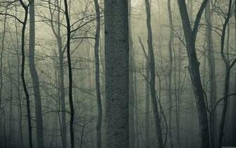 Dark Woods Wallpaper HD Net