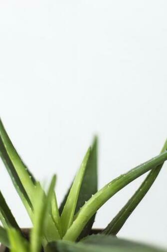Aloe Vera Pictures HD Image