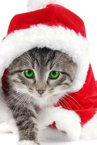 Cat Live Wallpaper Applications Android Et Tests Androidpit
