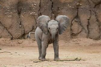 Baby Elephant Wallpaper Animals