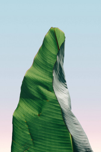 Banana Leaf Wallpaper