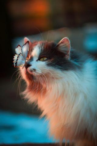 Cat Wallpaper HD Hq