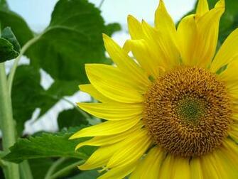 Sunflower Wallpaper Home