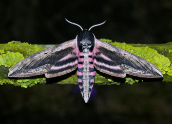 Sphinx Ligustri Photographed By Helen Turner In Wallpaper