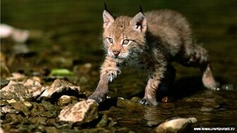 Description Wild Cat Wallpaper Desktop iPad Background