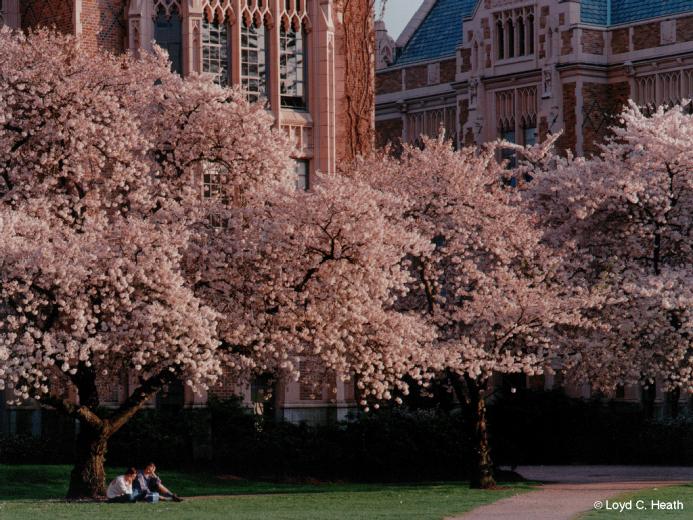 University Of Washington Photos