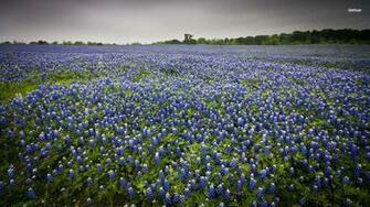 Bluebonnet Flower Wallpaper