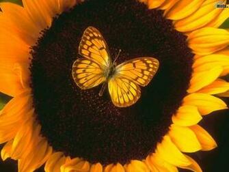 Sunflower Butterfly Screensaver Screensavers