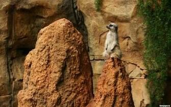 Wallpaper Background Description Beautiful Animal Cute