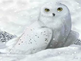 Cute Owl HD Wallpaper Crystalvore