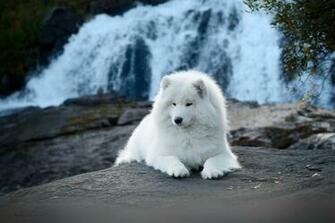 Samoyed HD Wallpaper Background Image Id
