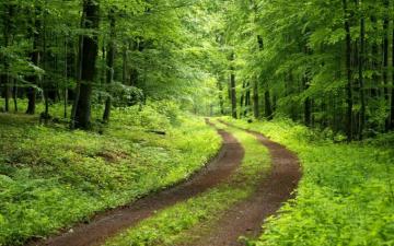 Green Forest Background For Your