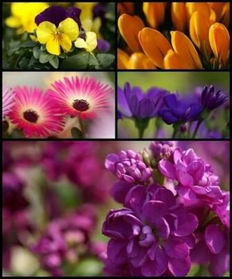 Wallpaper Animated Photos Hq Flowers Pack