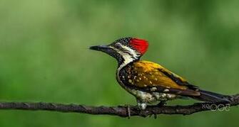 Woodpecker Wallpaper X Net