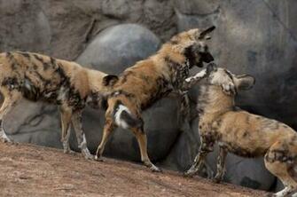 African Wild Dog Wallpaper Background