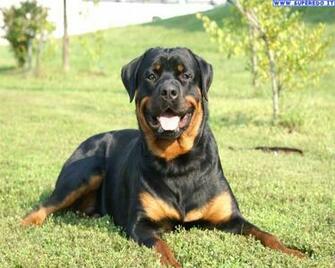 Wallpaper Dogs Rottweiler