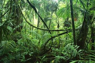 Tropical Jungle Wallpaper And Image Pictures