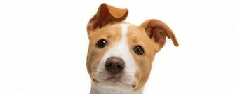 Wallpaper Jack Russell Terrier Look Puppy Snout