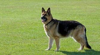 German Shepherd Dog Stock Photo HD Public Domain Pictures