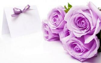 Violet Rose Wallpaper