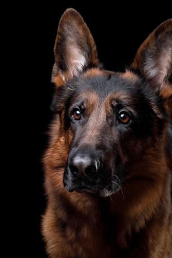 Obedient Dog German Shepherd On A Black Background Portrait And