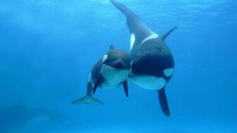 Best R Wallpaper Image On Pholder Orca Whales X