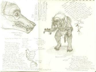 Werewolf Biology Speculation By Fablepaint