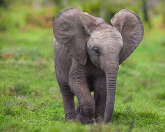 Animals Chrome Elephants Baby Elephant Safari Jpg