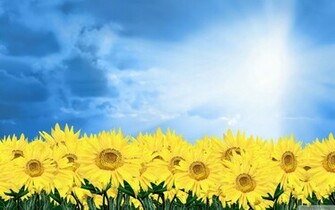 Sunflower Wallpaper Desktop